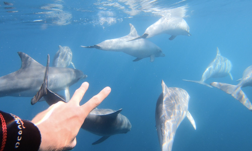Adelaide Swim with Wild Dolphins Cruise 10 Holdfast Promenade Glenelg SA 5045