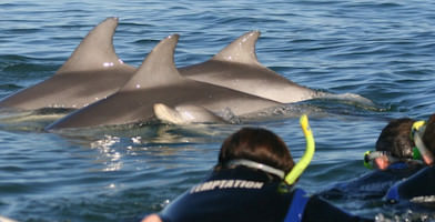 Adelaide Dolphin Swim & Cruise