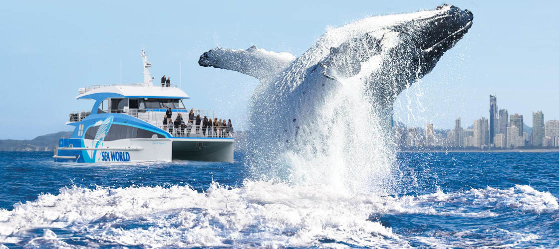 Sea World Whale Watching Cruise Inbound