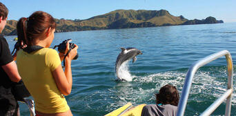 Bay of Islands Hole in the Rock Dolphin Cruise with Lunch Thumbnail 2