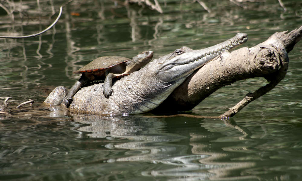 Kuranda Riverboat Cruise