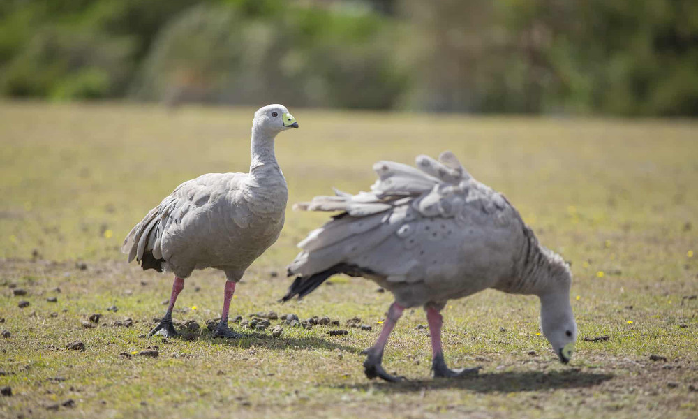 Maria Island National Park Tour from Hobart
