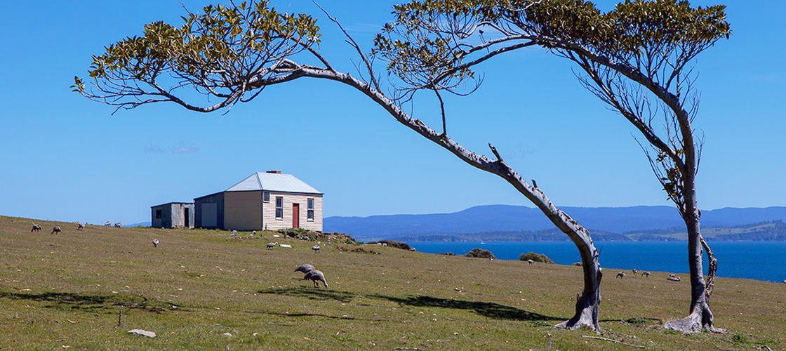 Maria Island National Park Tour from Hobart