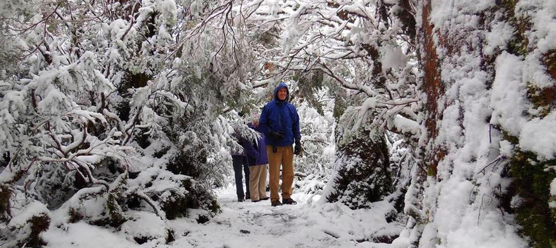 Cradle Mountain World Heritage Day Tour from Launceston