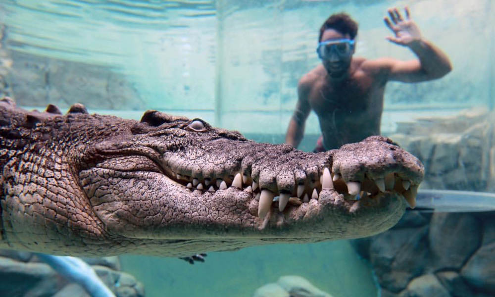 Crocosaurus Cove Darwin Croc Feeding Experience