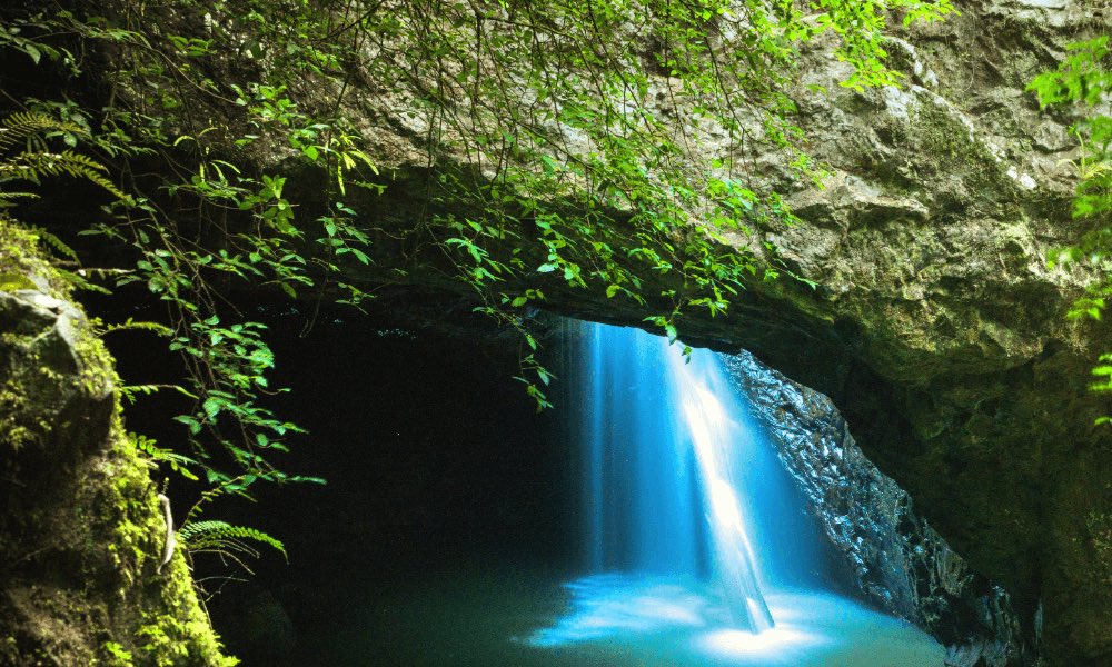 Evening Rainforest, Waterfall and Glow Worm Guided Tour