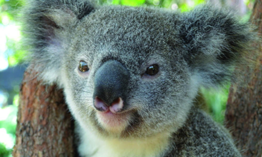 Kuranda Koala Gardens Entry Tickets