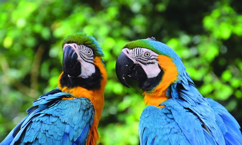 Birdworld Kuranda Entry Tickets