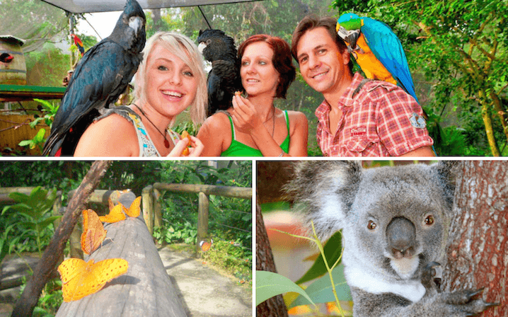 Kuranda Koala Gardens, Birdworld and Butterfly Sanctuary 3 Attraction Pass