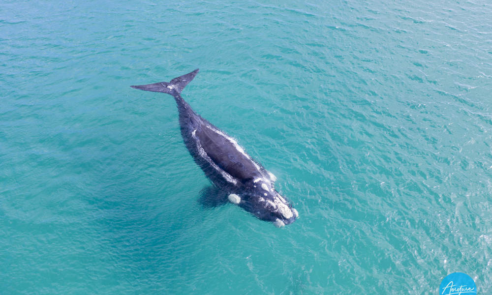 Augusta Afternoon Whale Watching Cruise