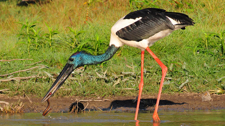 Darwin Wetlands Cruise with Lunch and Hotel Transfers