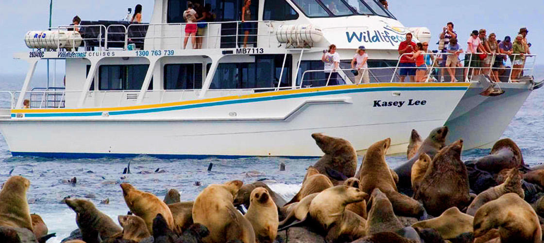 Phillip Island Seal Watching Cruise