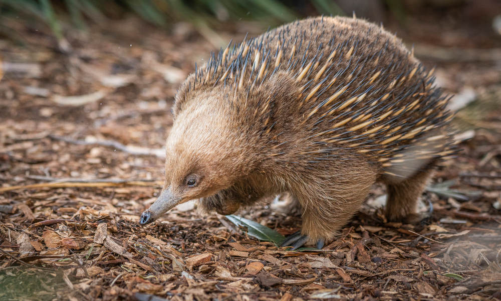 Bonorong Wildlife Sanctuary Tickets - General Admission