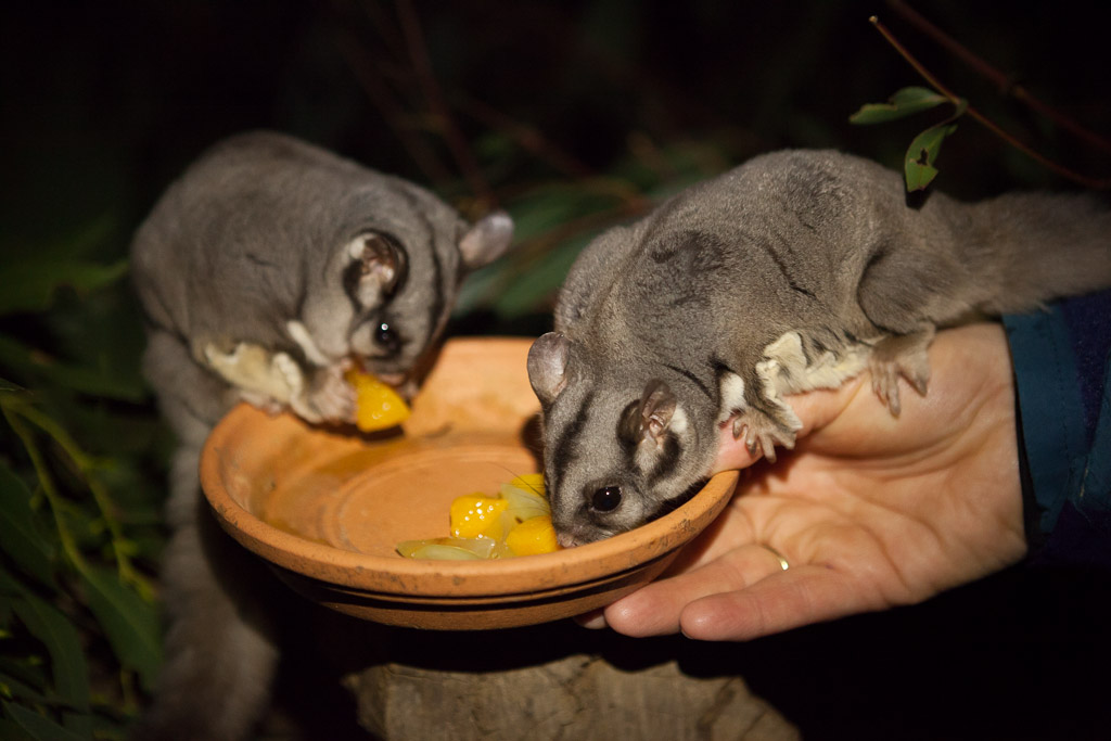 Bonorong Wildlife Sanctuary Night Feeding Tour