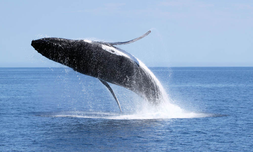 Afternoon Whale Watching Cruise Dunsborough