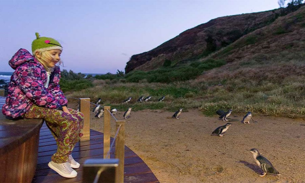 Phillip Island Nature Parks Penguin Parade Entry