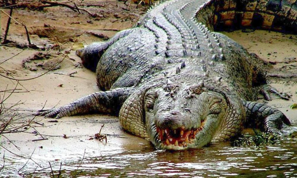 Daintree River Cruise - 1 Hour