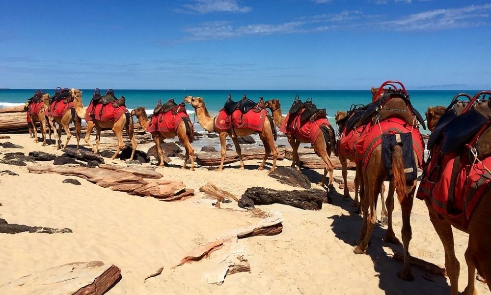 Cable Beach Morning Camel Ride