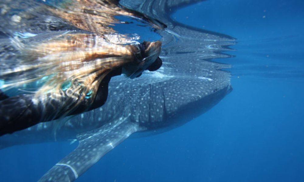 Ningaloo Reef Whale Shark Swim on Powerboat with Lunch and Photos