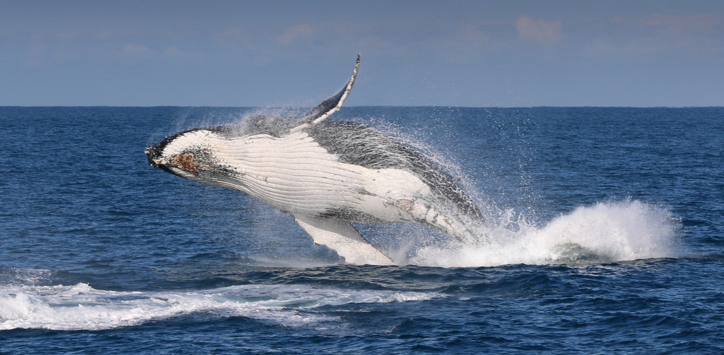 Winter Whale Cruise