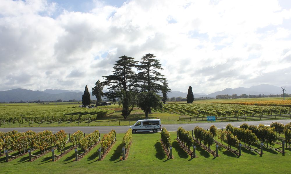 Small Group Taste Marlborough Tour