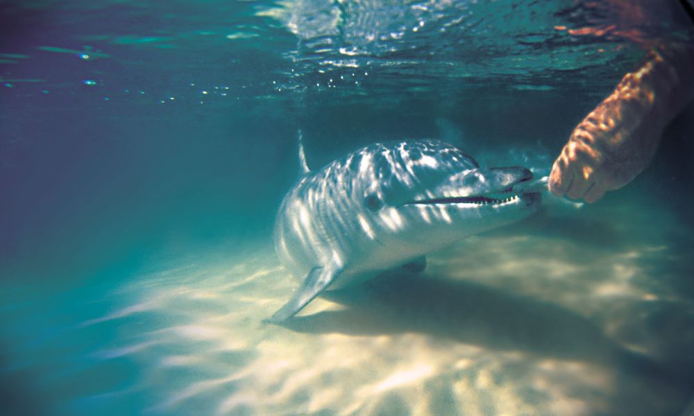 Tangalooma Island Resort Day Cruise, Dolphin Feeding and Desert Safari Tour