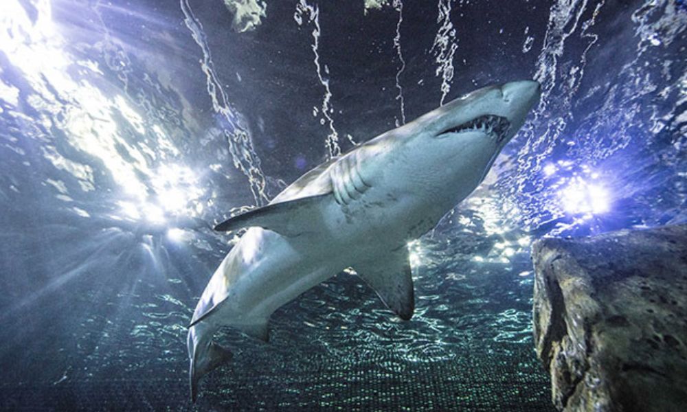 Shark Dive at SEA LIFE Sunshine Coast Aquarium