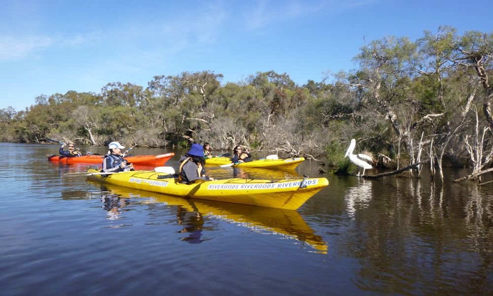 Perth Kayak Tour on the Canning River - Half Day