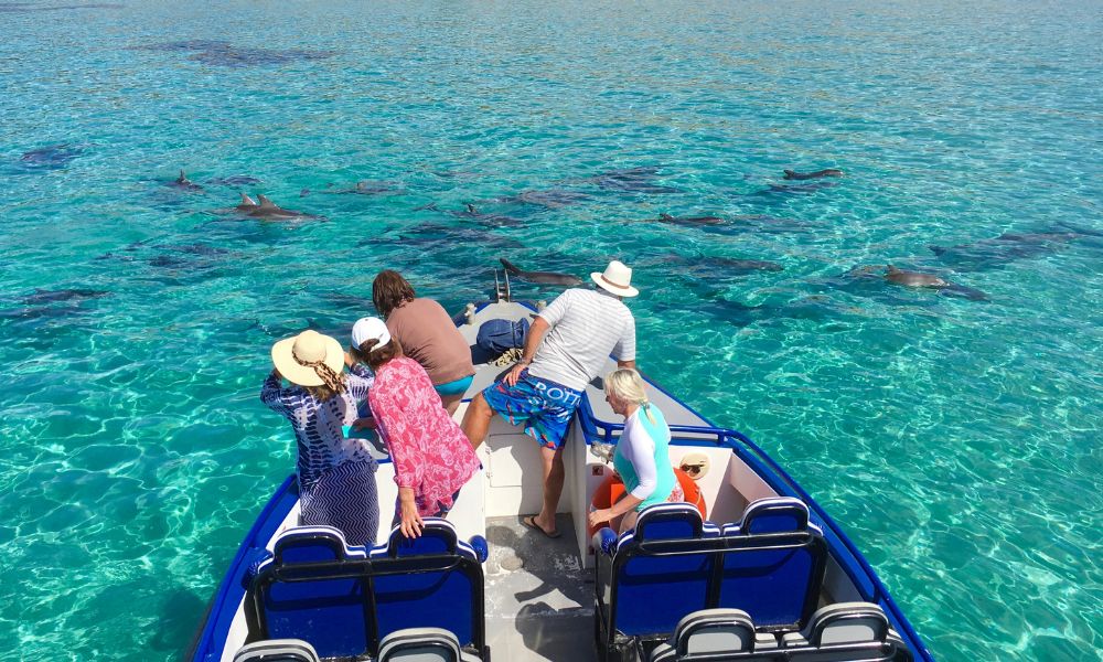 Kangaroo Island Explorer Tour and Dolphin Swim - 3 Hours