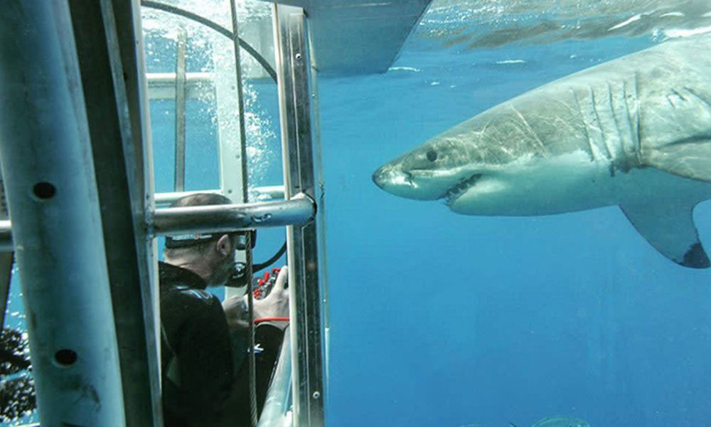 2 Day Great White Shark Cage Diving Tour from Port Lincoln