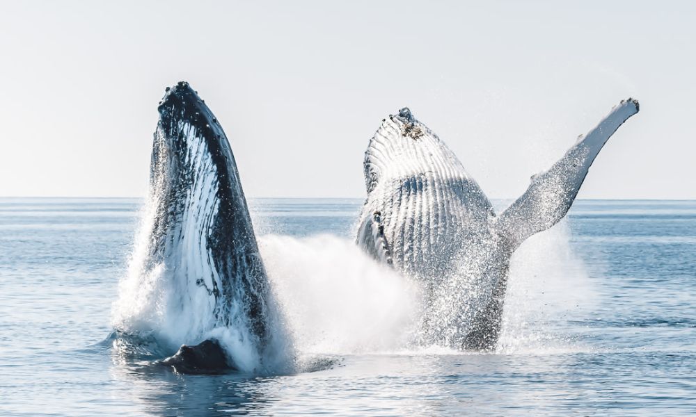 Hervey Bay Whale Watch and Island Adventure Tour