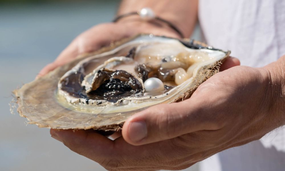 Live Pearl Harvest in the Broome Showroom