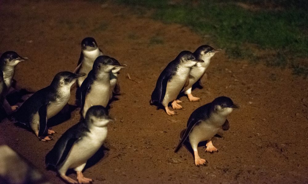 Penguin Parade and Moonlit Sanctuary Wildlife Day Tour from Melbourne