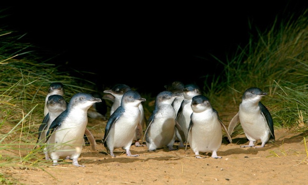 Phillip Island Tour with Penguins Plus Viewing from Melbourne