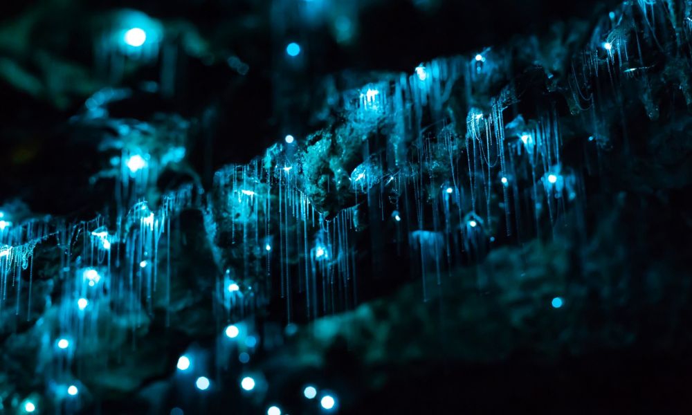 Waitomo Glow Worm Caves Tour from Auckland
