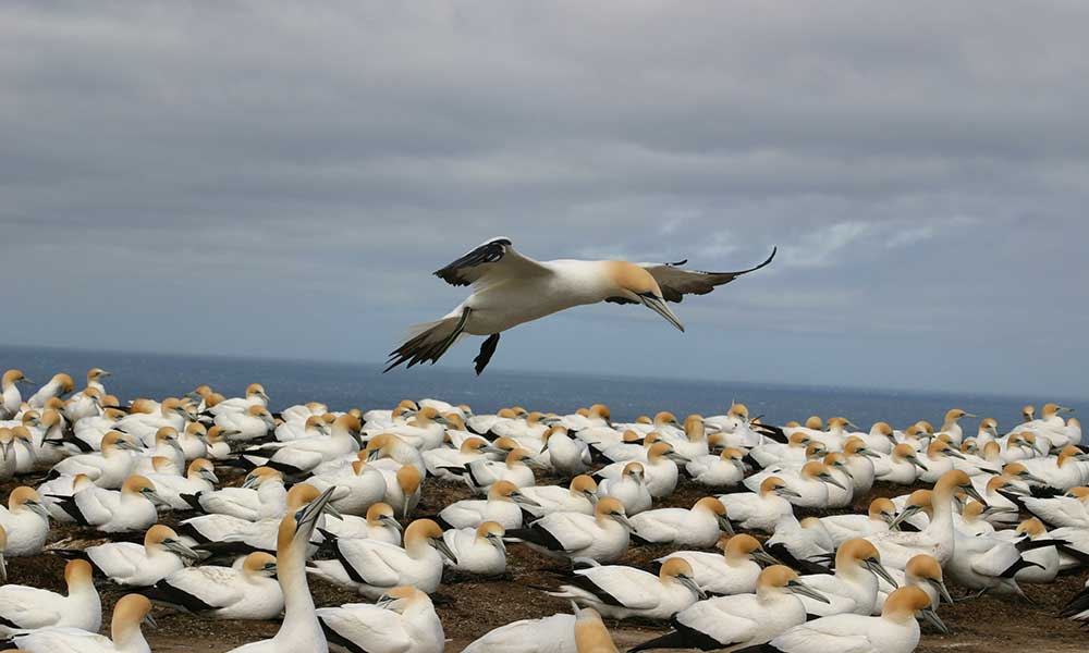 Bird Watching - Cape Kidnappers