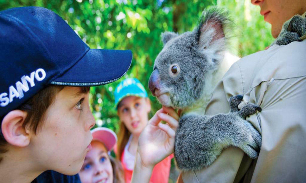 Hartleys Crocodile Adventures Breakfast with Koalas