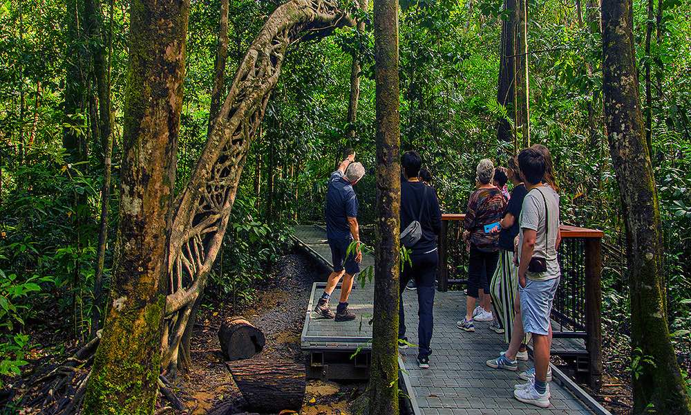Daintree and Mossman Gorge Full Day Tour