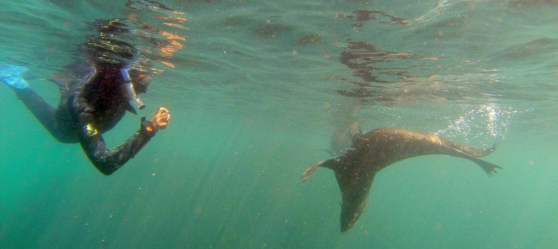 Seal Swim Kaikoura