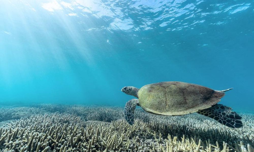 Great Keppel Island Glass Boat and Snorkel Combo Tour