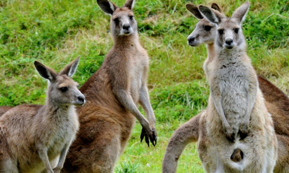 Healesville Sanctuary and Puffing Billy Scenic Bus Tour
