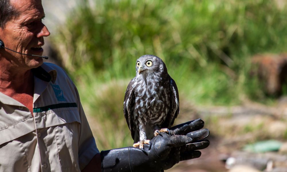 Healesville Sanctuary and Puffing Billy Scenic Bus Tour