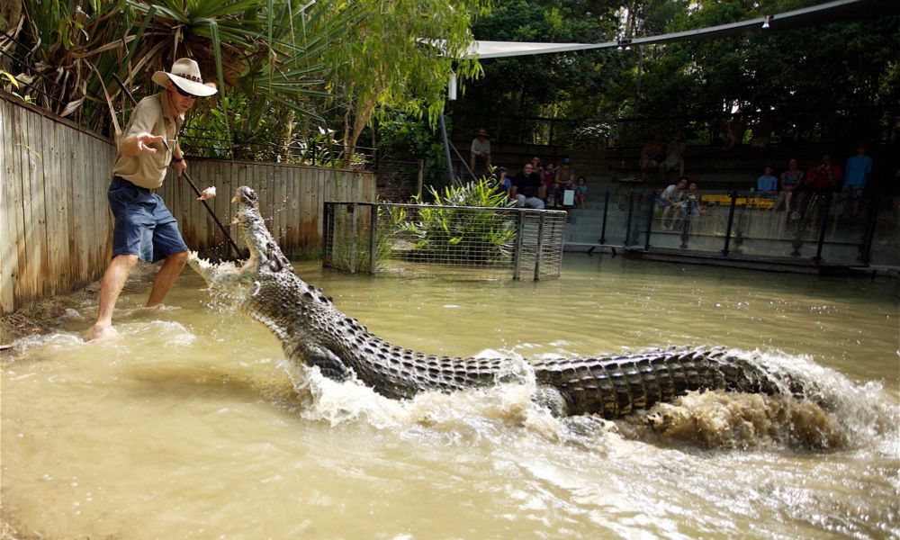 Half Day Hartley's Crocodile Adventure Tour with Transfers