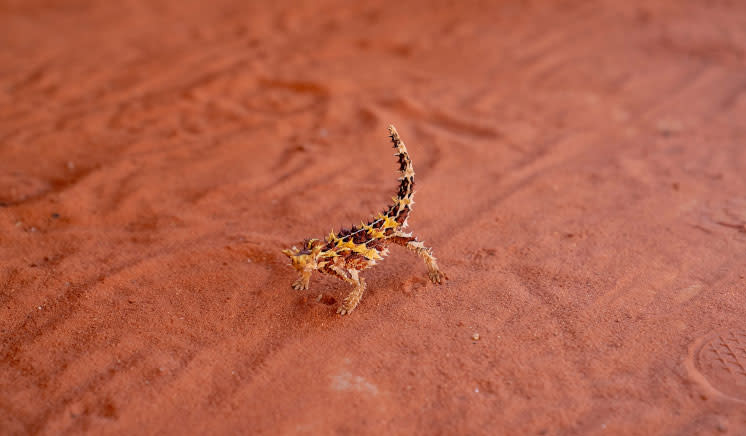 Alice Springs Desert Park and City Sights Full Day Tour