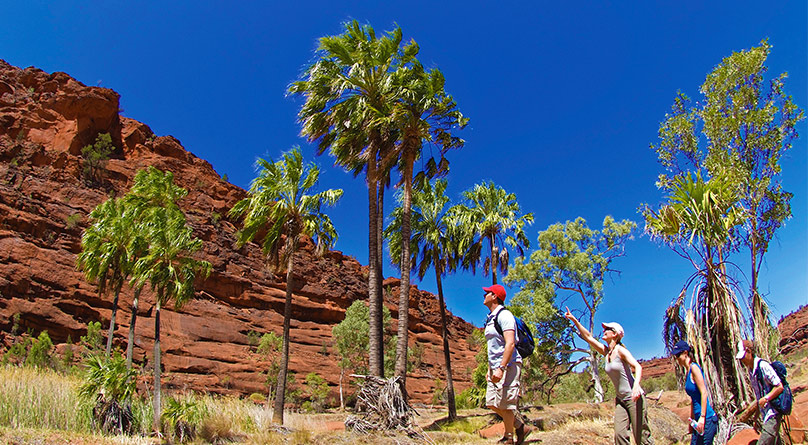 Palm Valley 4WD Day Tour from Alice Springs