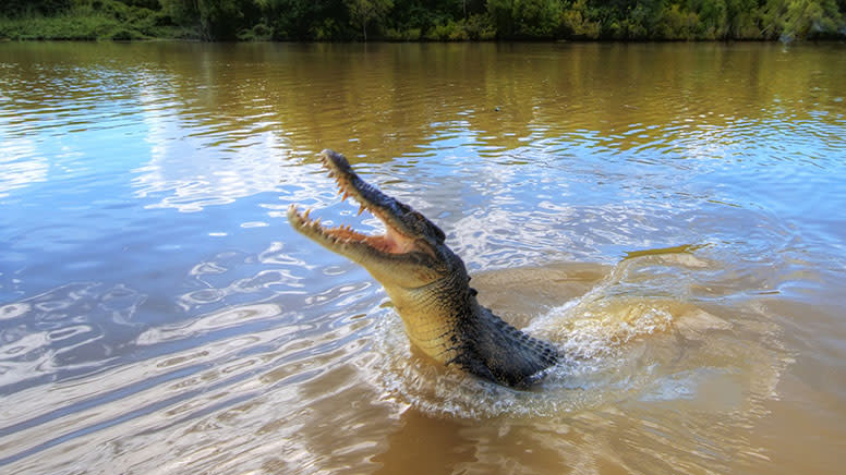 Adelaide River Jumping Crocodile Cruise