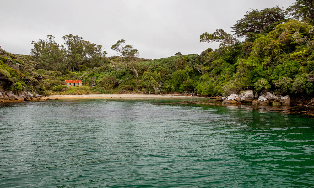 Ulva Island Explorer Cruise and Guided Walk