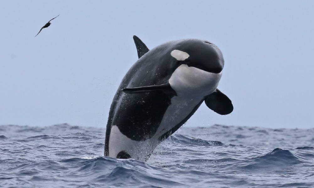 Killer Whale Expedition from Bremer Bay