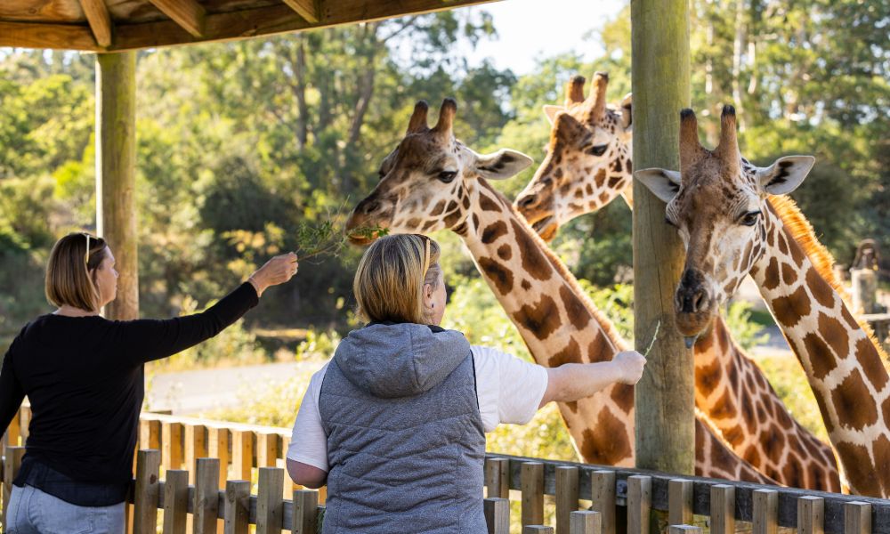 Christchurch Orana Wildlife Park Tickets