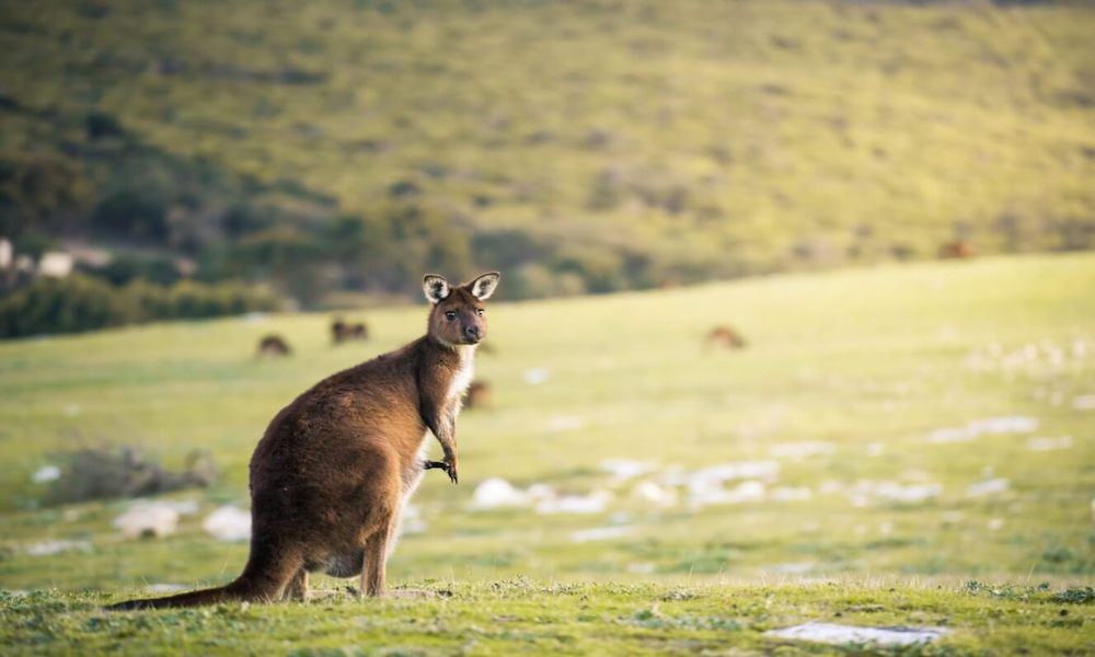 3 Day Kangaroo Island Adventure Tour from Adelaide